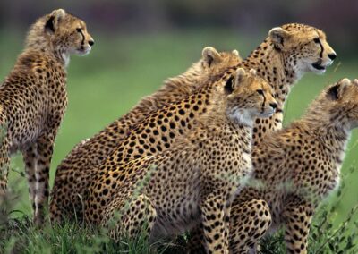 3 Days Tanzania Budget Joining Safari