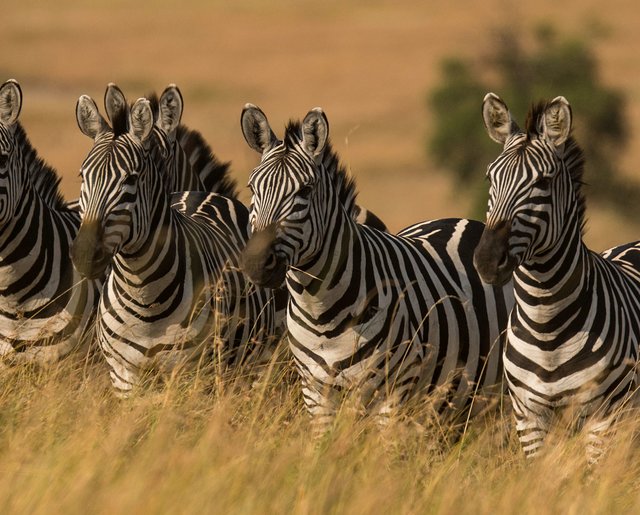 Tanzania Budget Joining Safari 