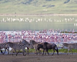budget safari Tanzania