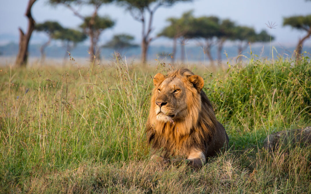 5 Days Tanzania Lodge Safari