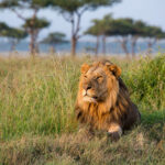 5 Days Tanzania Lodge Safari