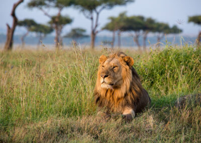 5 Days Tanzania Lodge Safari