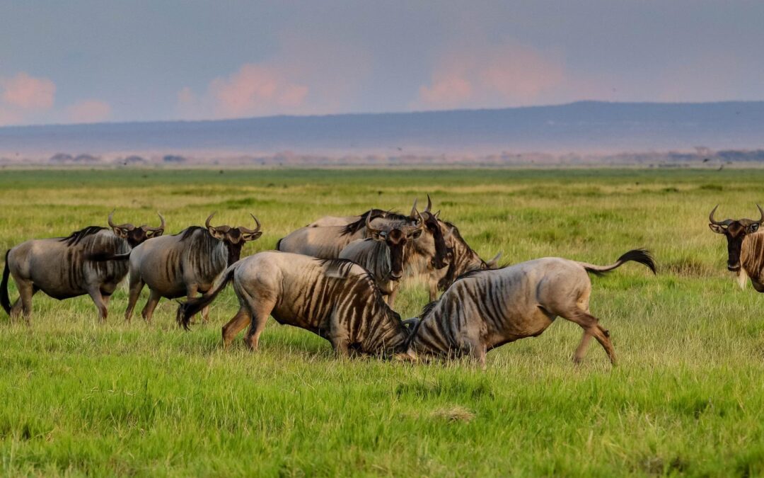 6 Days Tanzania Budget Private Safari