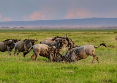 6 Days Tanzania Budget Private Safari
