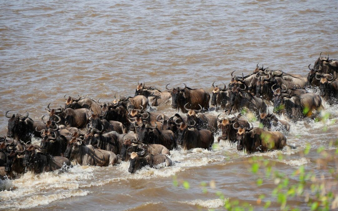 14-Day Lodge Safari: Spectacular Wildebeest Migration