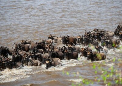 14-Day Lodge Safari: Spectacular Wildebeest Migration