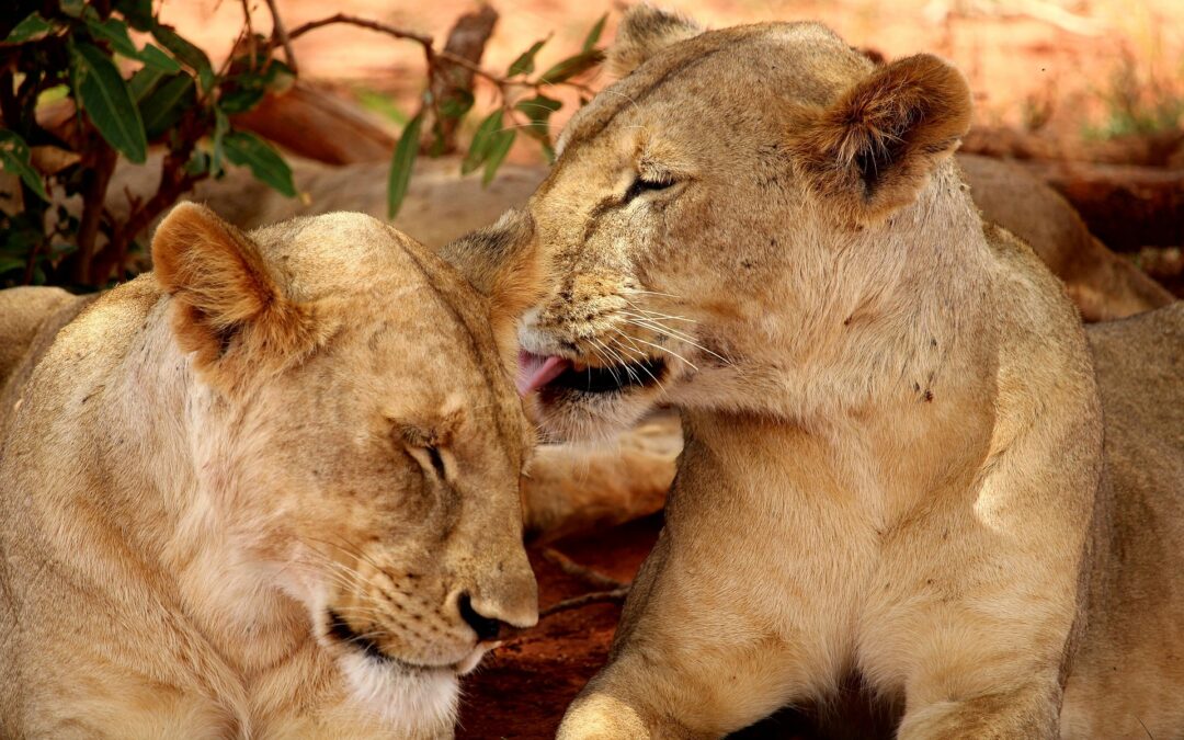 12 Days Tanzania Wildlife and Cultural Tour