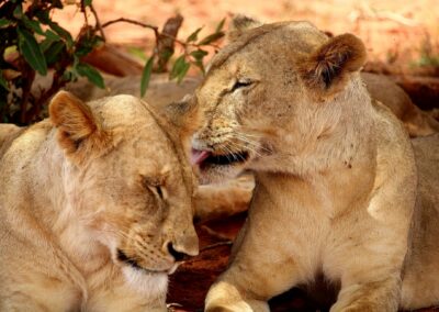 12 Days Tanzania Wildlife and Cultural Tour