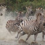 Zebras running away from predator in Ngorongoro crater